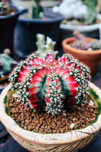 Close-up of succulent plant in pot