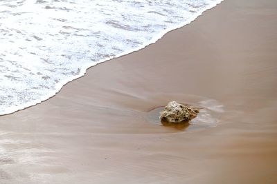 High angle view of crab on beach