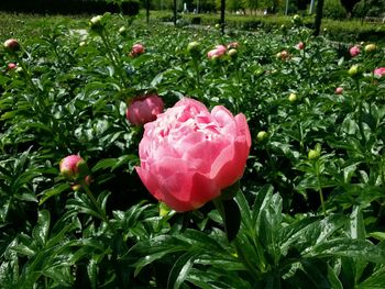 Close-up of pink flowers blooming on field