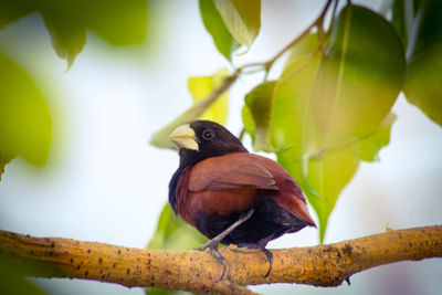 Close-up of bird perching on branch