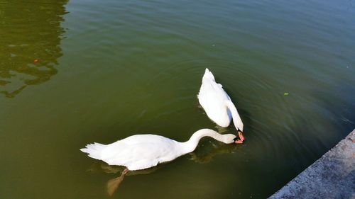 High angle view of swans swimming in water