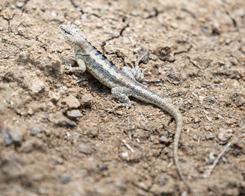 Close-up of lizard on land