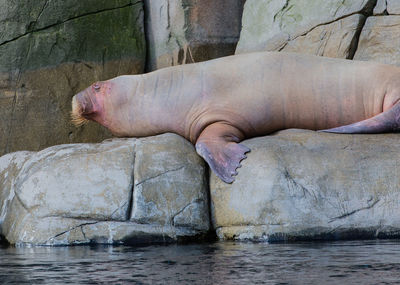 Close-up of sea lion on rock