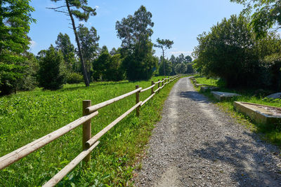 Dirt road amidst trees against sky