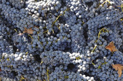 Full frame shot of grapes