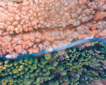 High angle view of trees on landscape during autumn