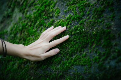 Cropped hand touching moss