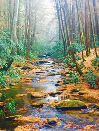 View of trees in forest