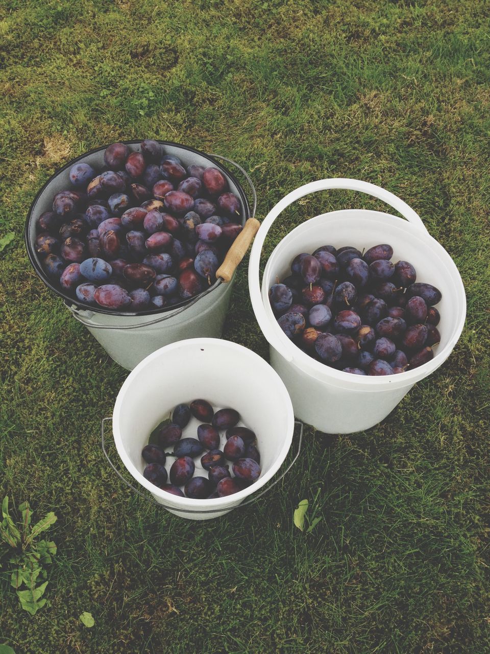 food and drink, food, freshness, high angle view, healthy eating, fruit, grass, bowl, still life, variation, abundance, field, directly above, large group of objects, no people, strawberry, day, close-up, nature, container