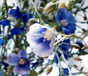 Close-up of fresh purple flowers on tree