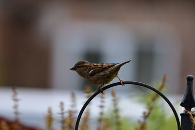 Close-up of bird perching on metal