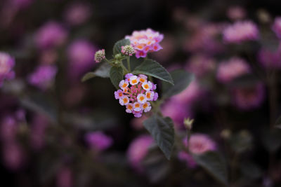 Close-up of pink flowering plant