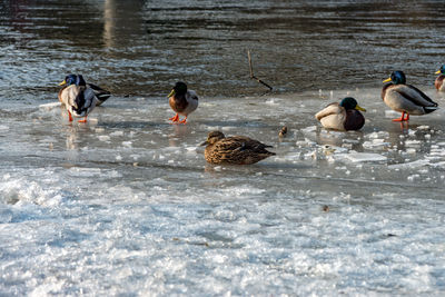 Ducks swimming in lake during winter