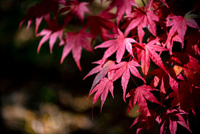 Close-up of maple leaves