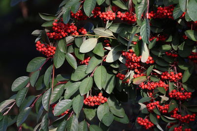 Close-up of red berries on plant