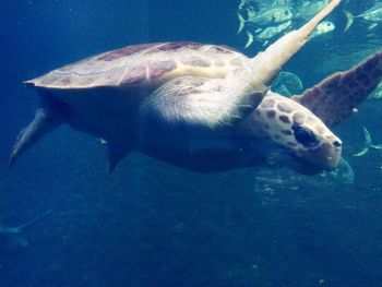 Close-up of sea turtle swimming underwater