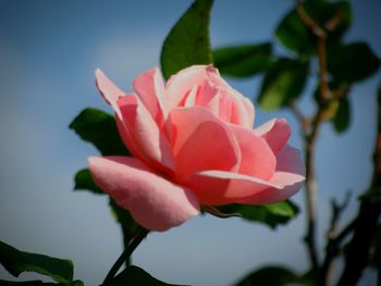 Close-up of pink flower blooming against sky