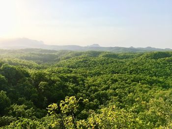 Scenic view of landscape against sky.
top mountain view of dense forest of pachmari hill station.