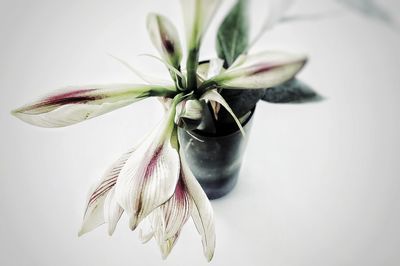 Close-up of plant against white background