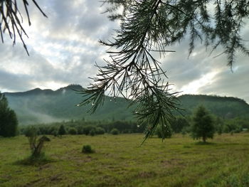 Tree on field against sky