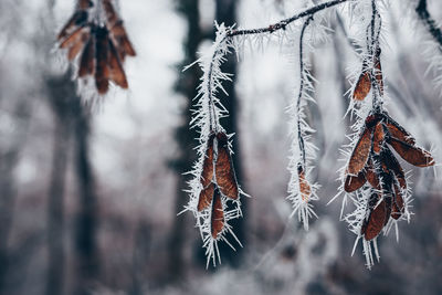 Close-up of frozen plant during winter