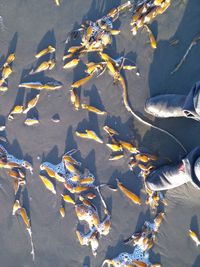 High angle view of boots and sea weed