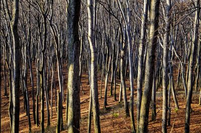 Bare trees in forest