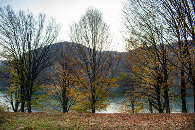 Bare trees against sky during autumn