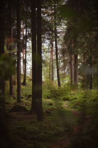 Trees in forest