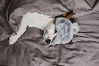 High angle view of dog sleeping on bed