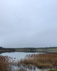 Birds flying over lake against sky