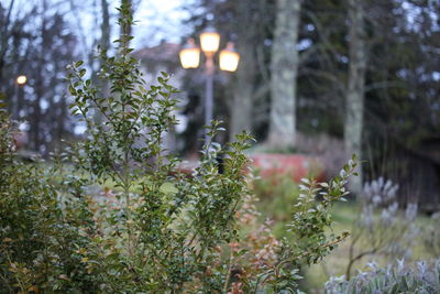 Plants and trees in forest during winter