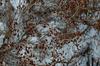 Close-up of snow on tree