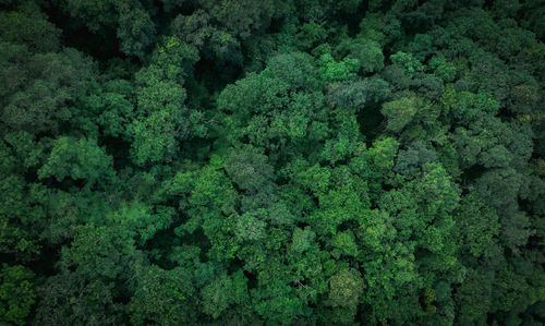 High angle view of trees in forest