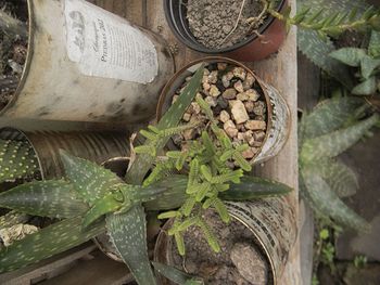 High angle view of succulent plant