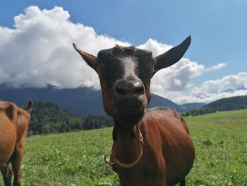 Portrait of horse on field