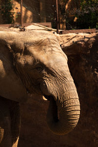 Close-up of elephant in zoo