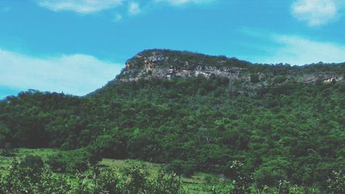 Low angle view of trees on mountain against sky