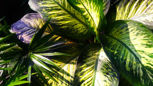 Close-up of palm leaves