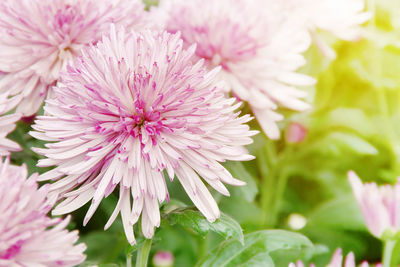 Close-up of pink flowering plant