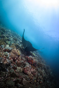 High angle view of fishes swimming in sea