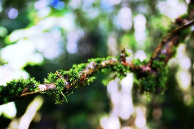 Close-up of moss growing on tree