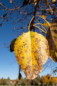 Close-up of dry leaves