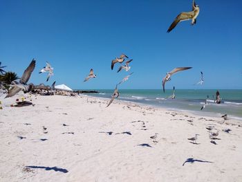 Seagulls flying over beach against sky