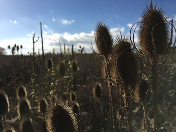 Close-up of cactus growing on field against sky