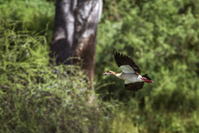 Bird flying over a field