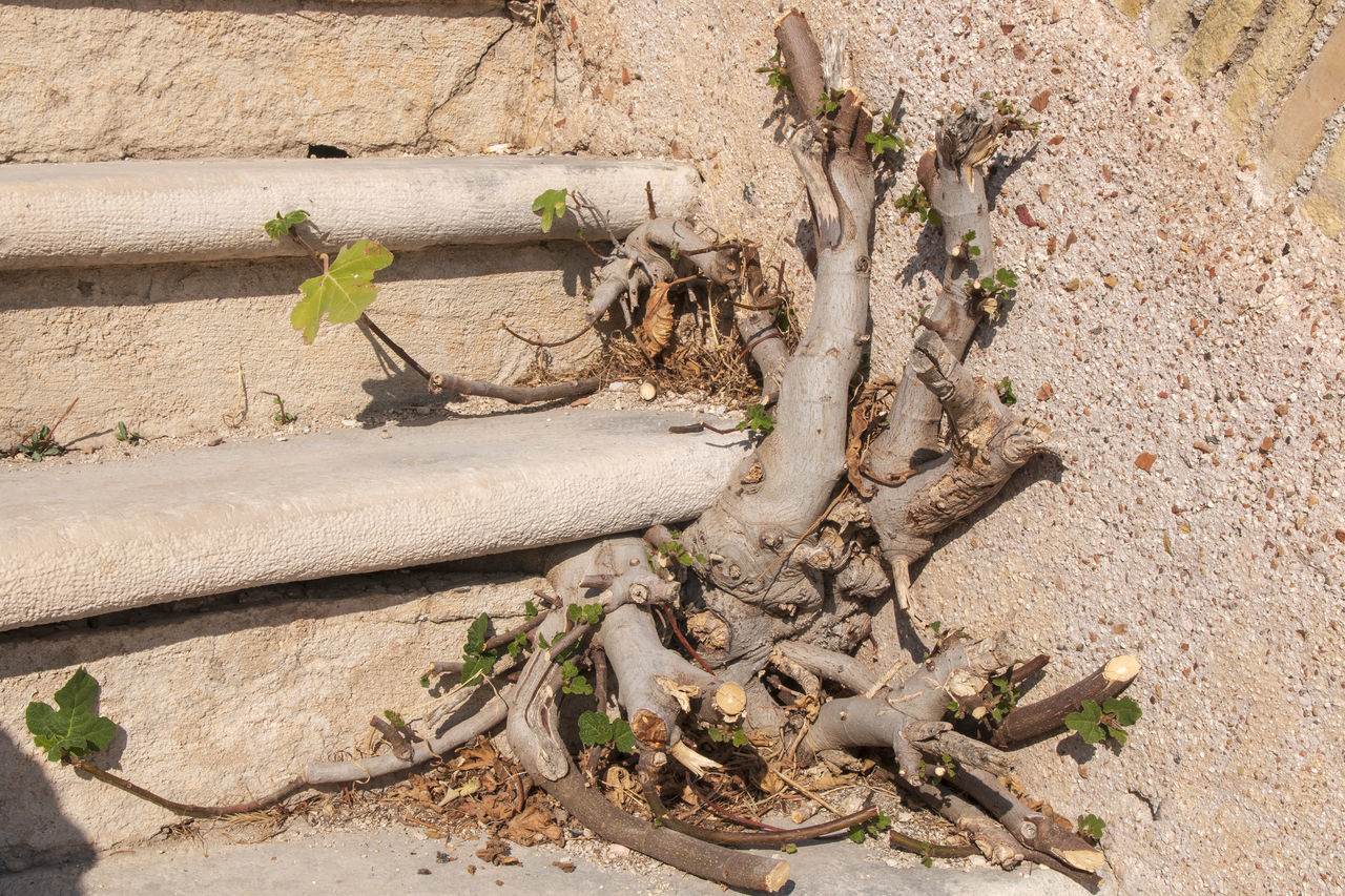 VIEW OF DEAD PLANT