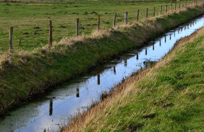 Plants growing on field by canal