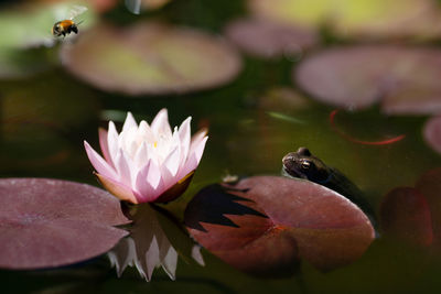 Water lily flower frog, trying to catch bee. wild nature