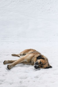 High angle view of a dog on snow